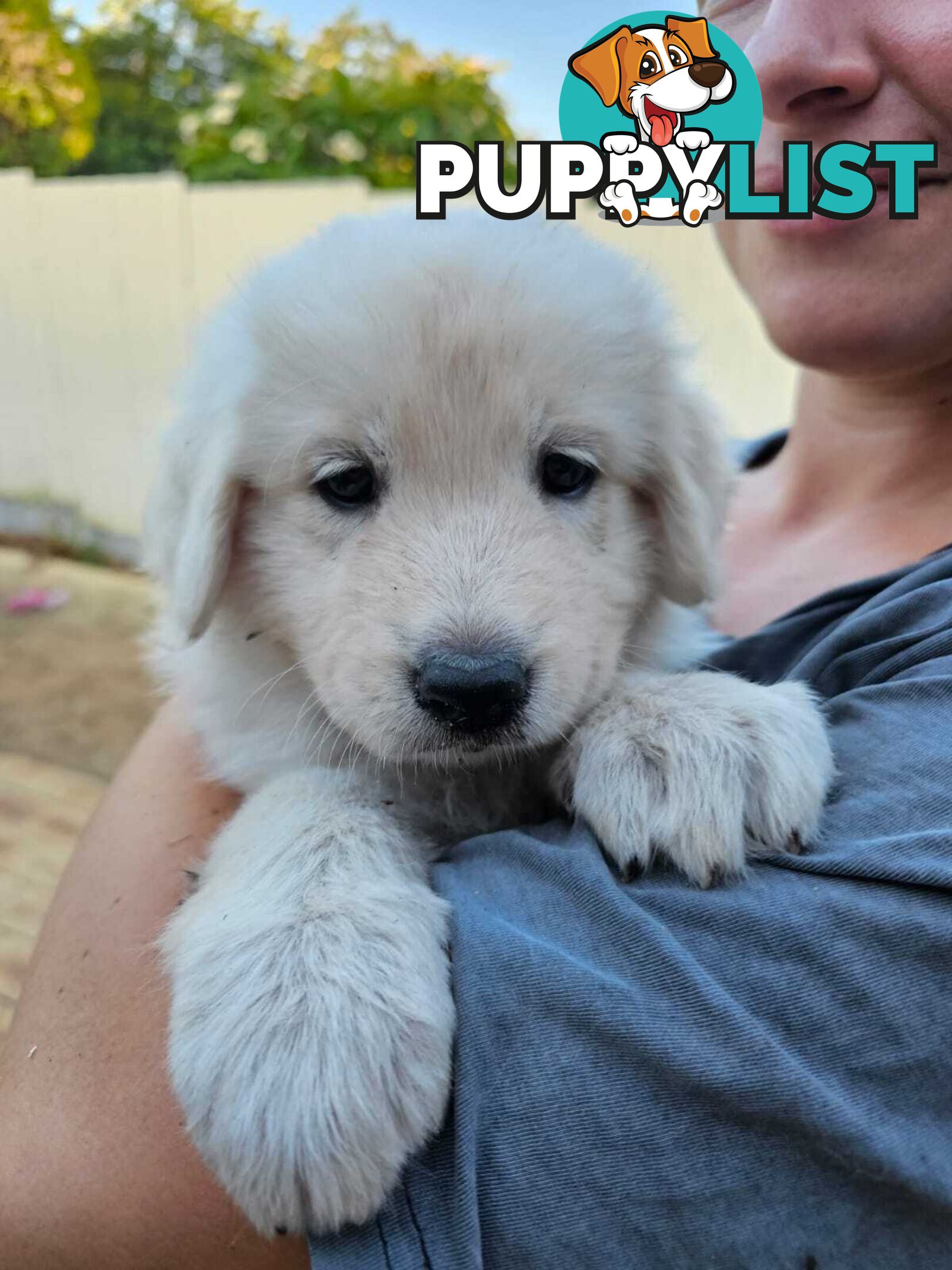 Purebred Maremma Puppies