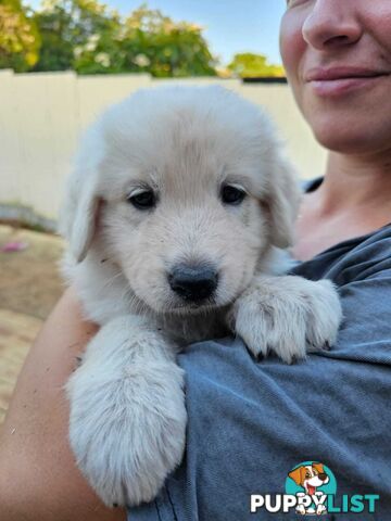 Purebred Maremma Puppies