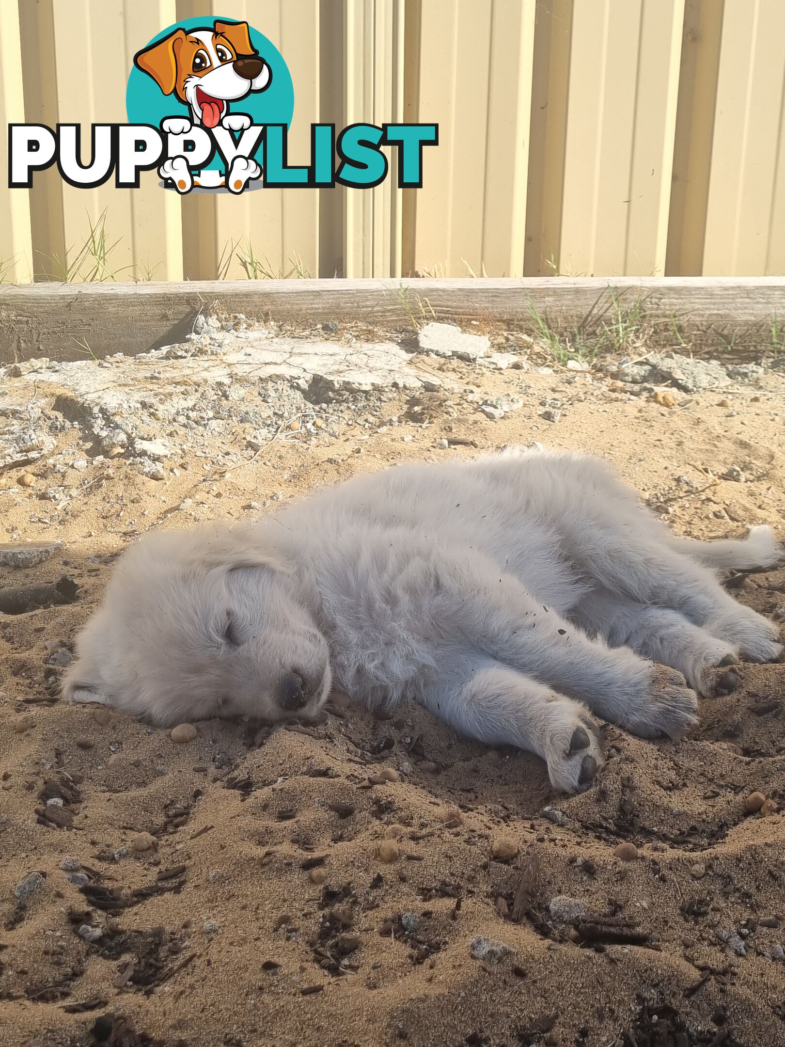 Purebred Maremma Puppies