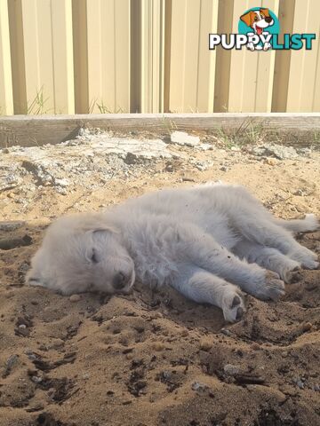 Purebred Maremma Puppies