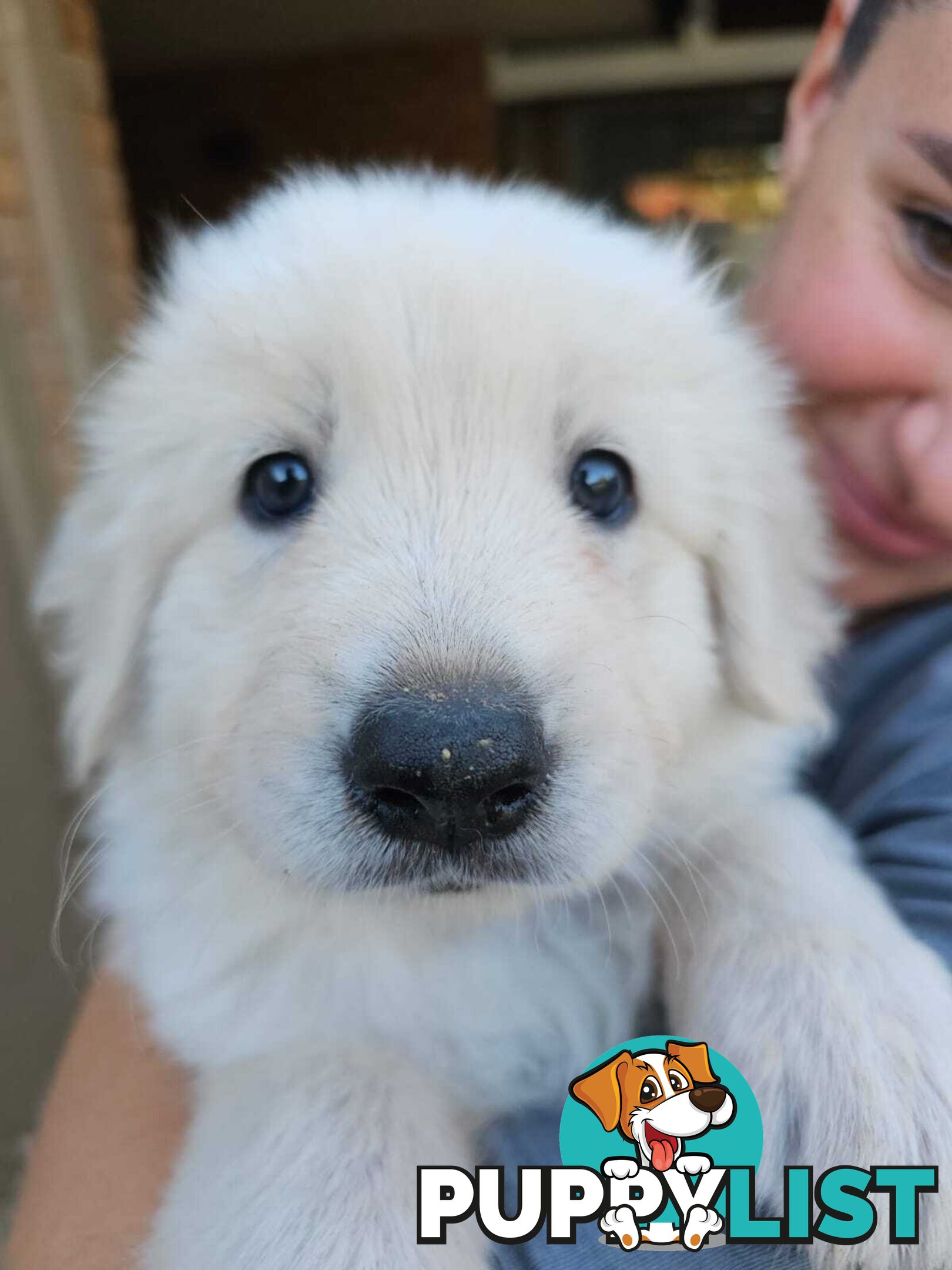 Purebred Maremma Puppies