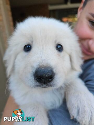 Purebred Maremma Puppies