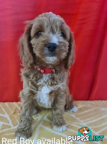 2 male Adorable Cavoodle puppies 1st Generation ready for their new home