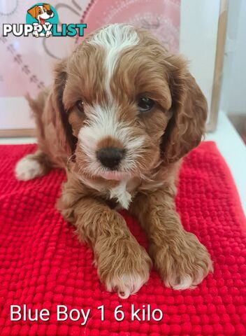 4 male Adorable Cavoodle puppies 1st Generation ready for their new home