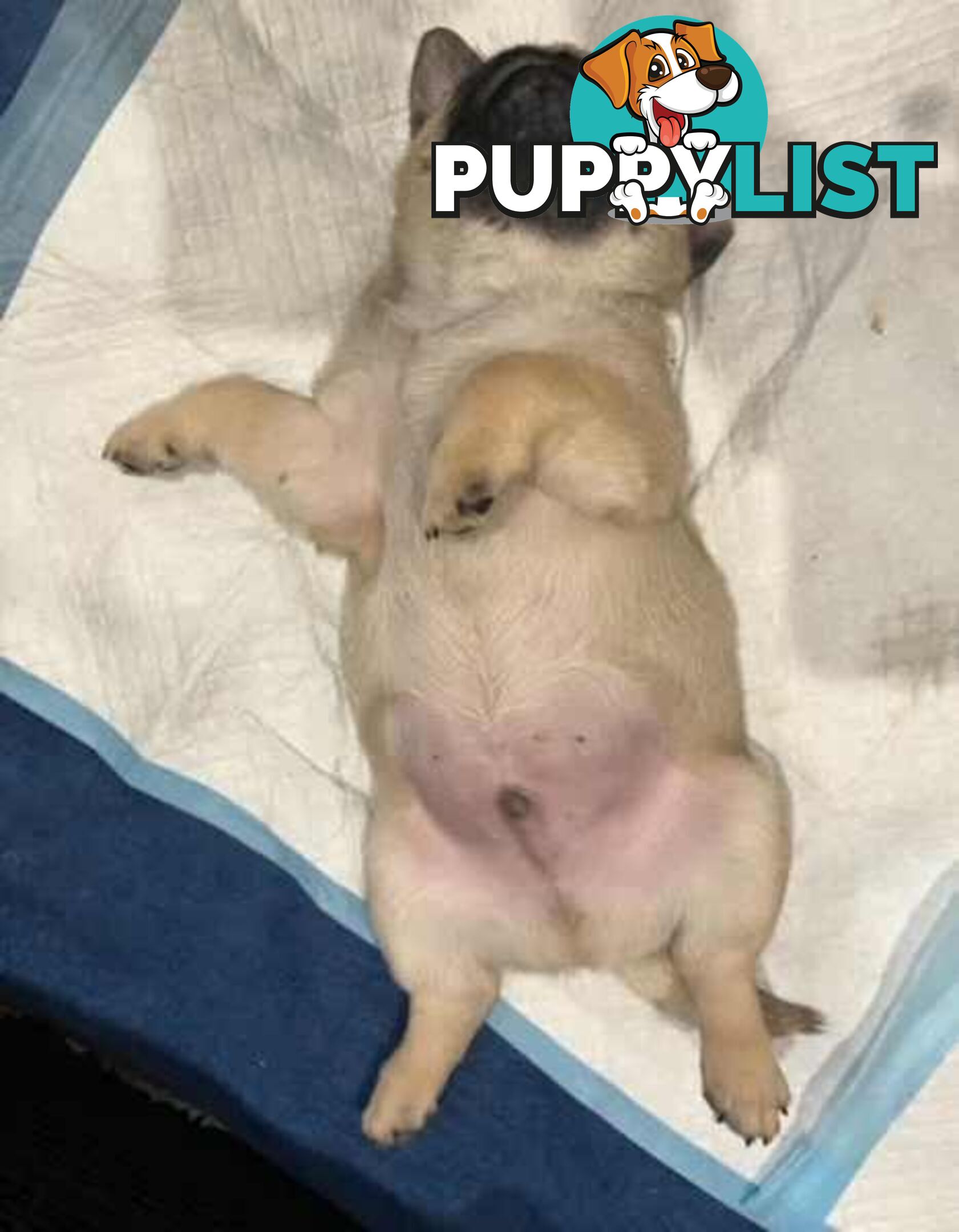 Purebread Pug Puppies - READY NOW!!!