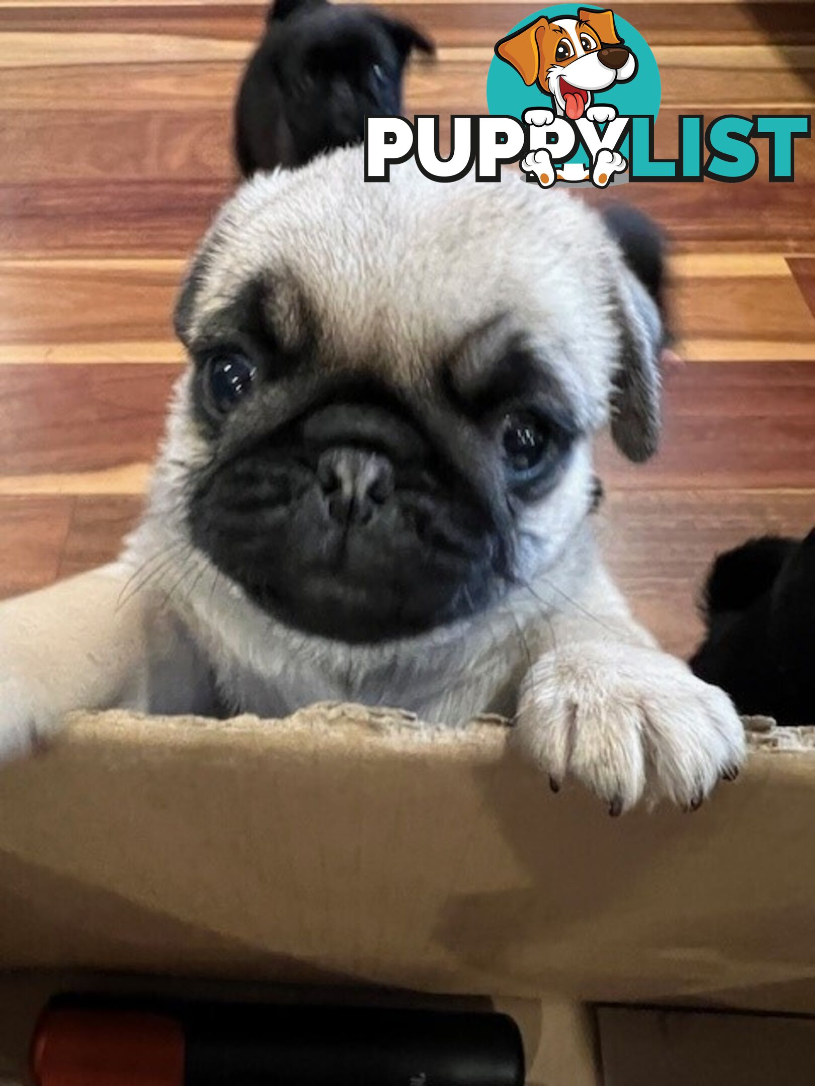 Purebread Pug Puppies - READY NOW!!!