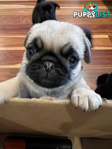 Purebread Pug Puppies - READY NOW!!!