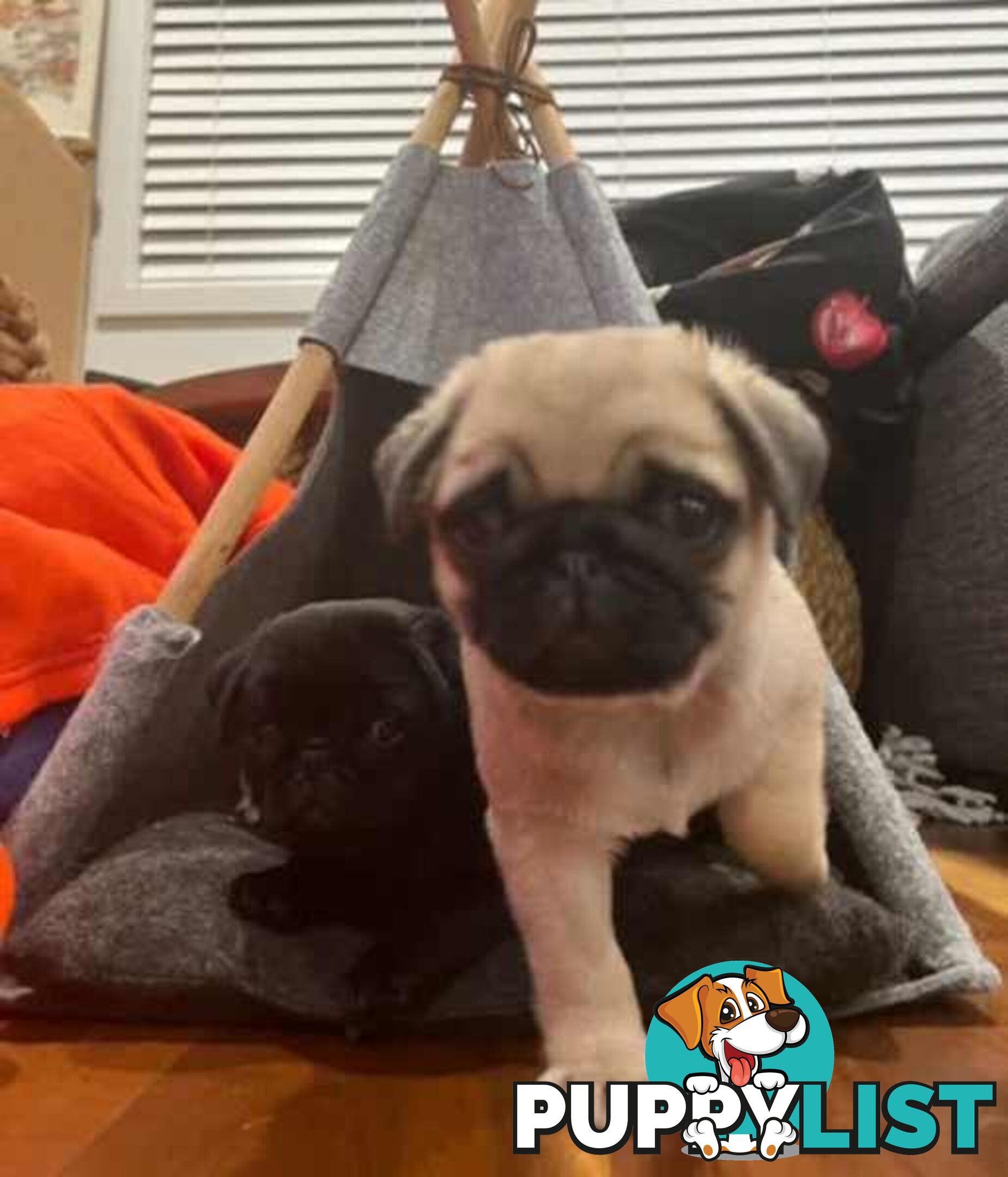 Purebread Pug Puppies - READY NOW!!!