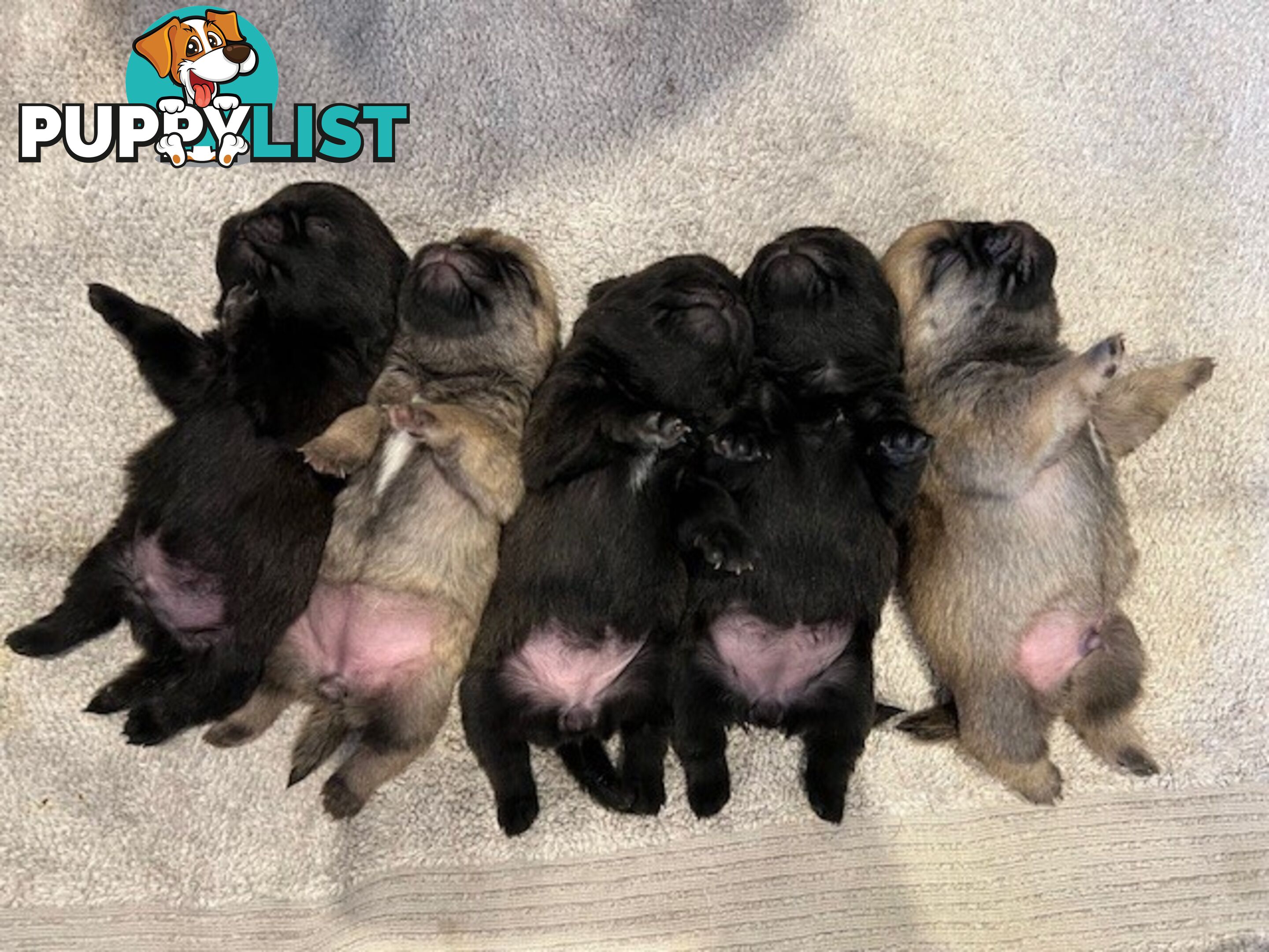 Purebread Pug Puppies - READY NOW!!!