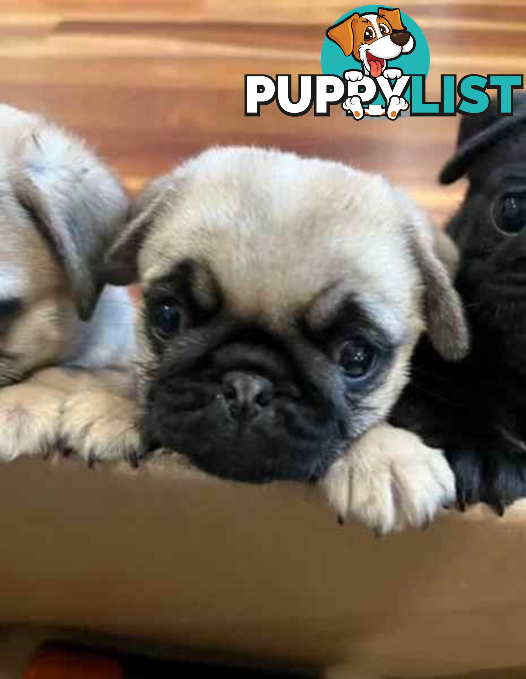 Purebread Pug Puppies - READY NOW!!!