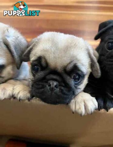 Purebread Pug Puppies - READY NOW!!!