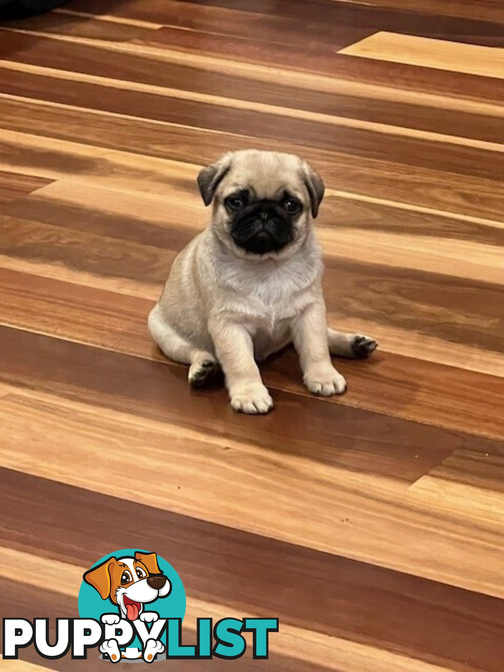 Purebread Pug Puppies - READY NOW!!!