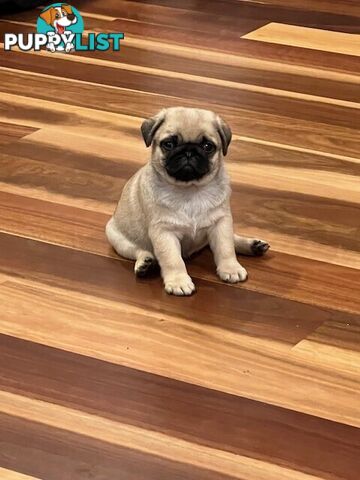 Purebread Pug Puppies - READY NOW!!!