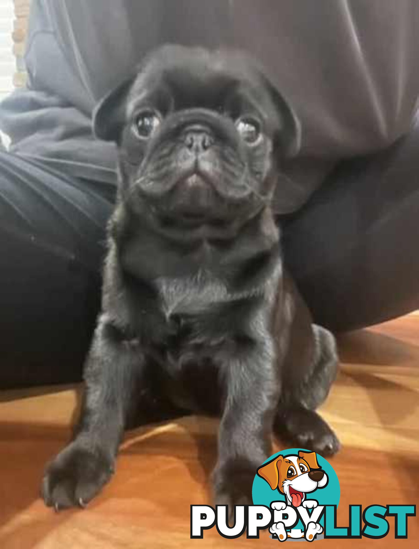 Purebread Pug Puppies - READY NOW!!!