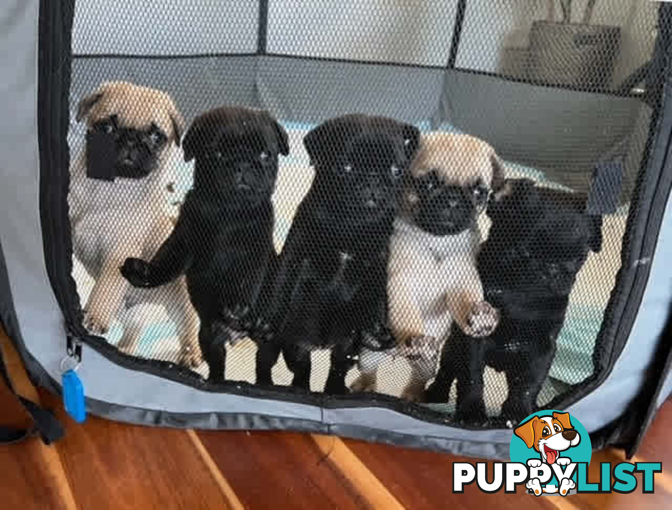 Purebread Pug Puppies - READY NOW!!!