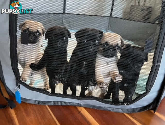 Purebread Pug Puppies - READY NOW!!!