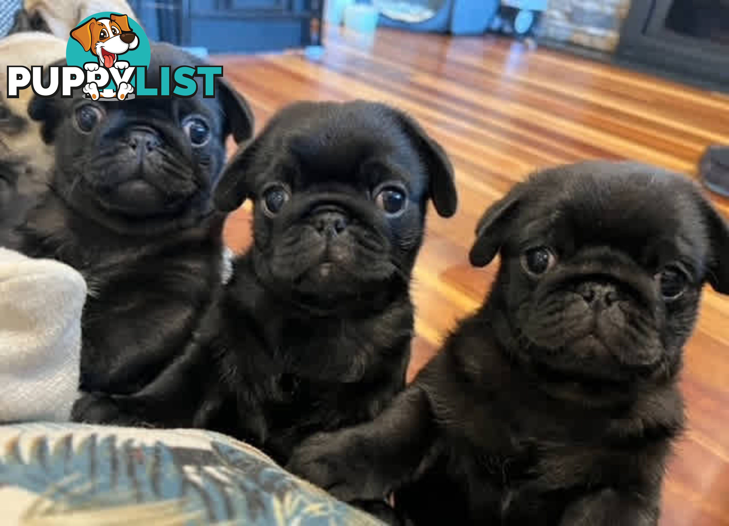 Purebread Pug Puppies - READY NOW!!!