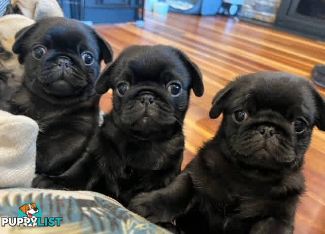 Purebread Pug Puppies - READY NOW!!!