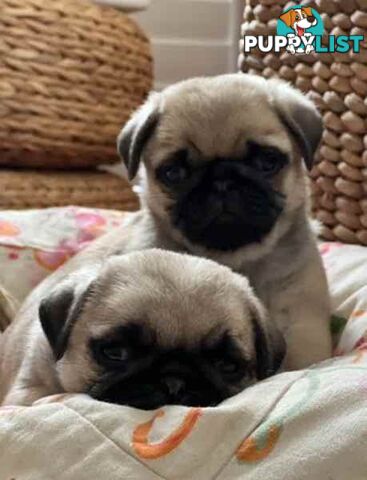 Purebread Pug Puppies - READY NOW!!!