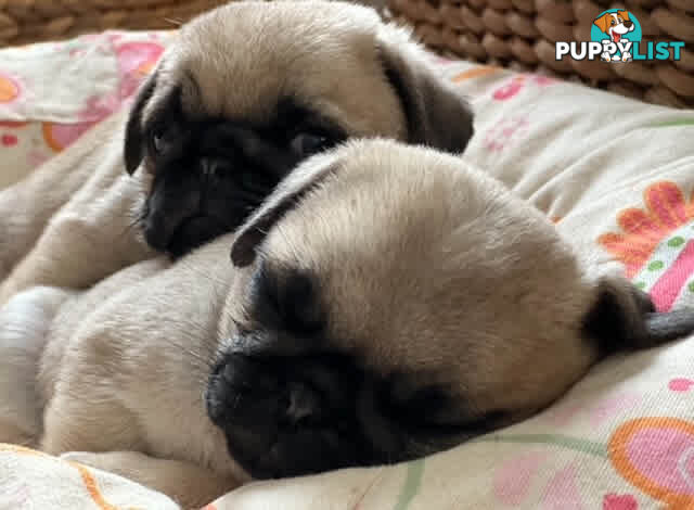 Purebread Pug Puppies - READY NOW!!!