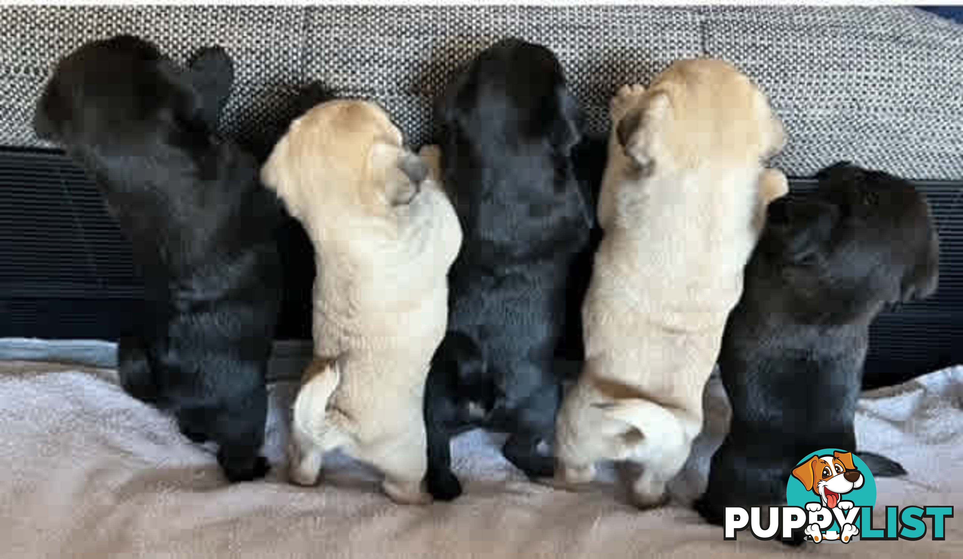 Purebread Pug Puppies - READY NOW!!!