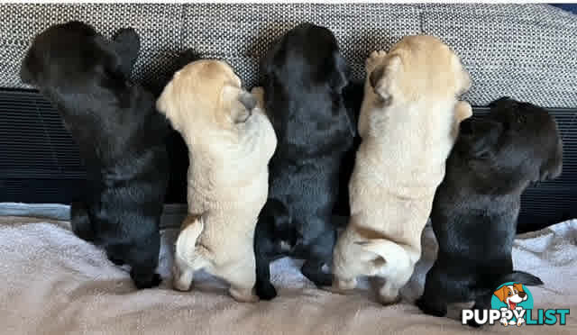 Purebread Pug Puppies - READY NOW!!!