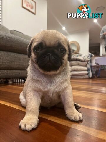 Purebread Pug Puppies - READY NOW!!!