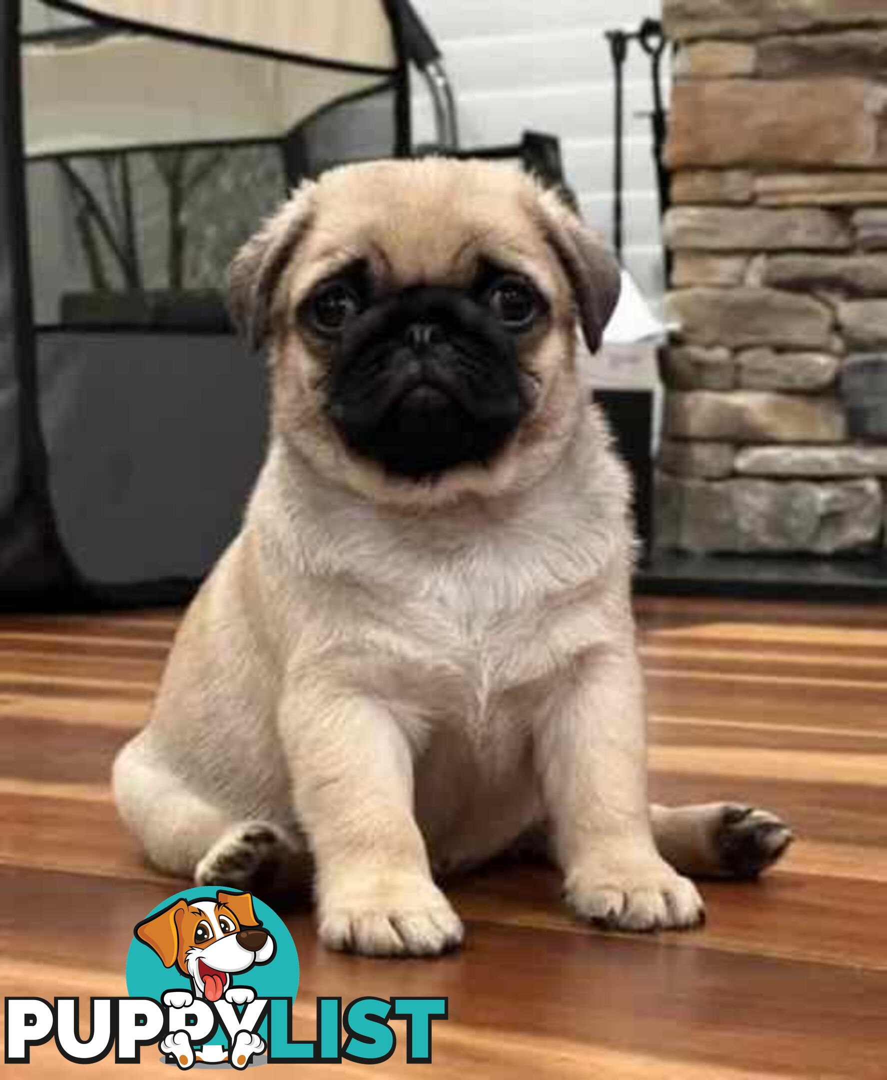 Purebread Pug Puppies - READY NOW!!!