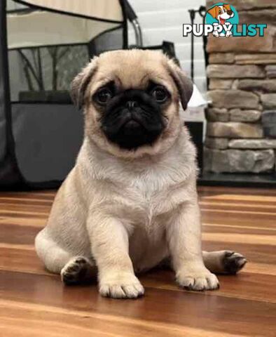 Purebread Pug Puppies - READY NOW!!!