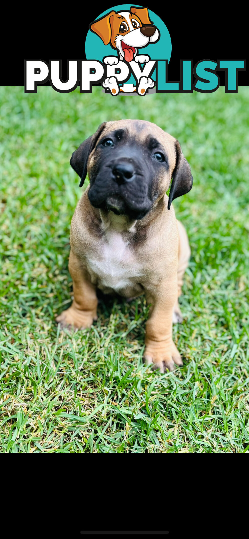 Boerboel pups