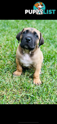 Boerboel pups