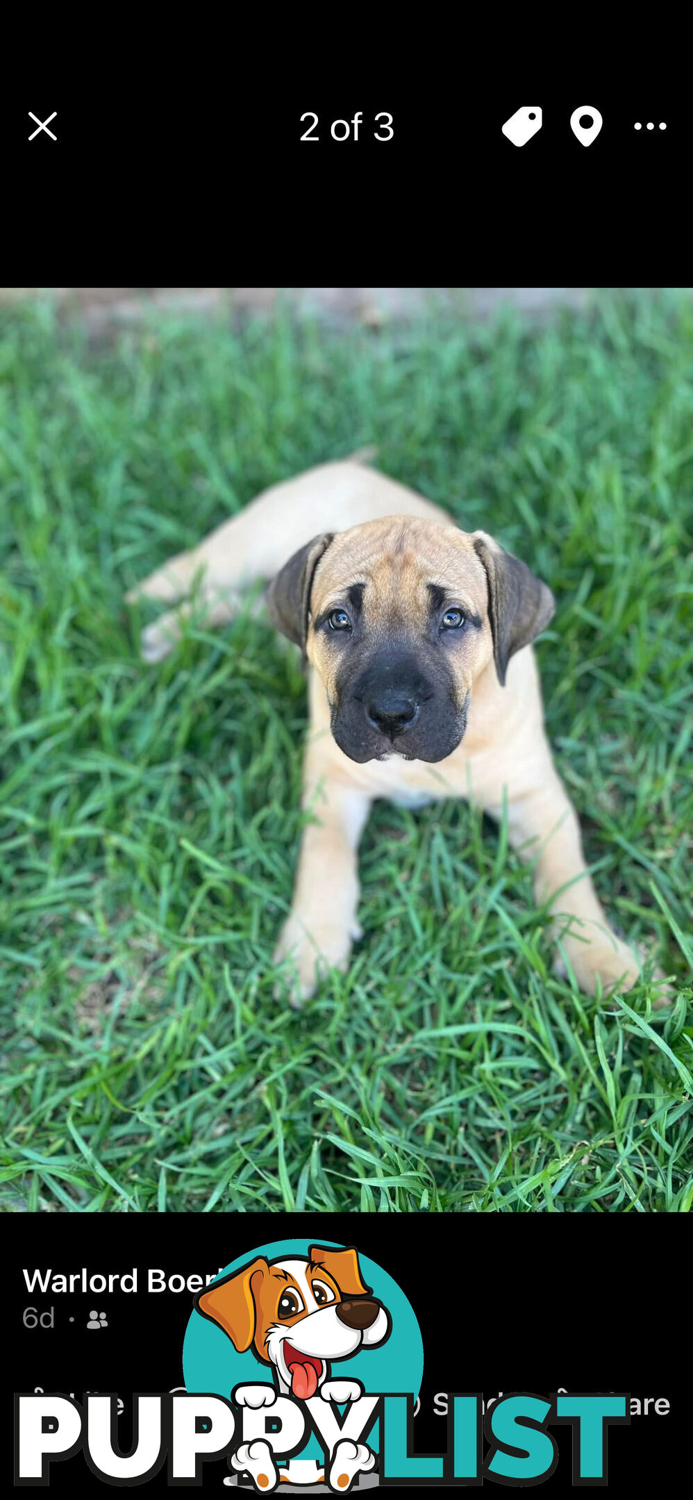 Boerboel pups