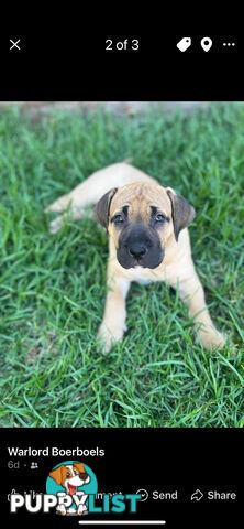 Boerboel pups