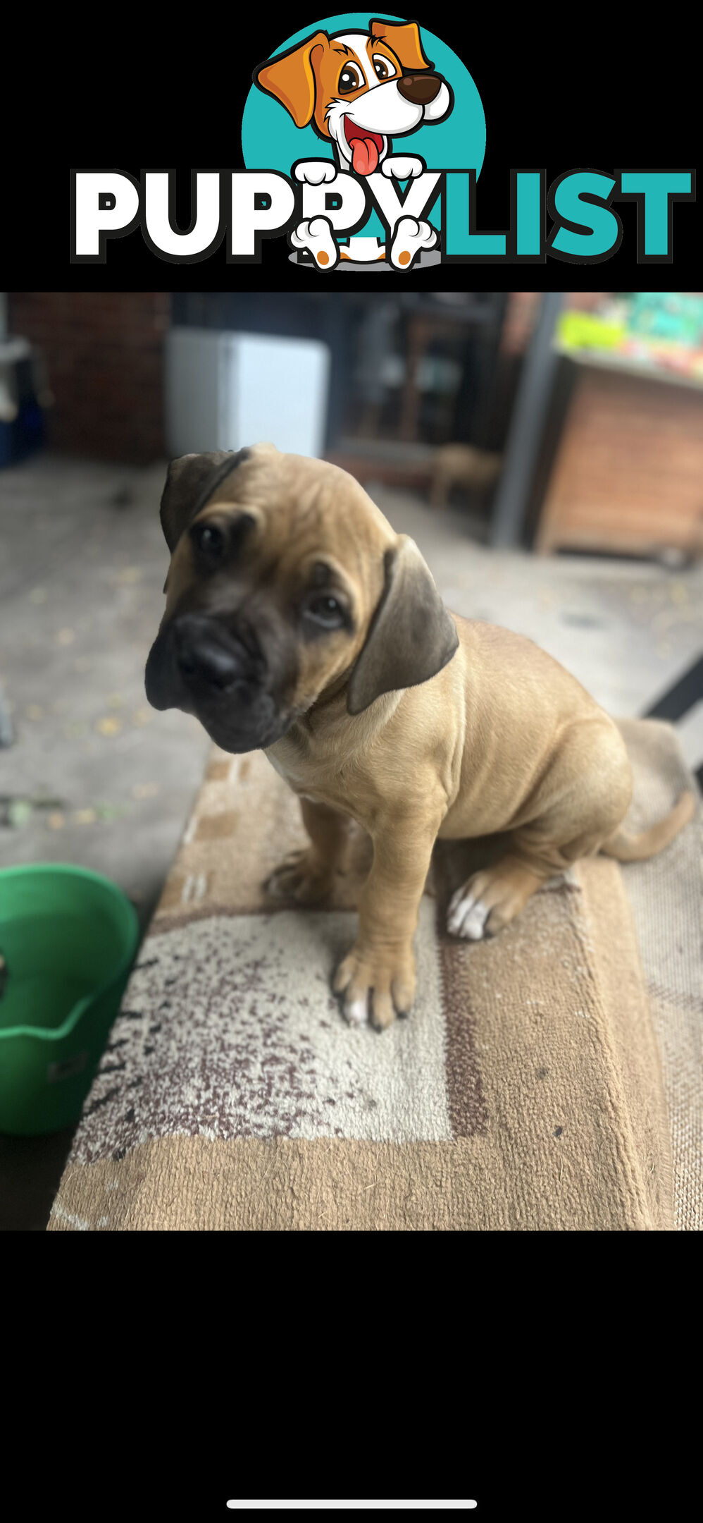 Boerboel pups