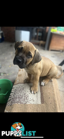 Boerboel pups