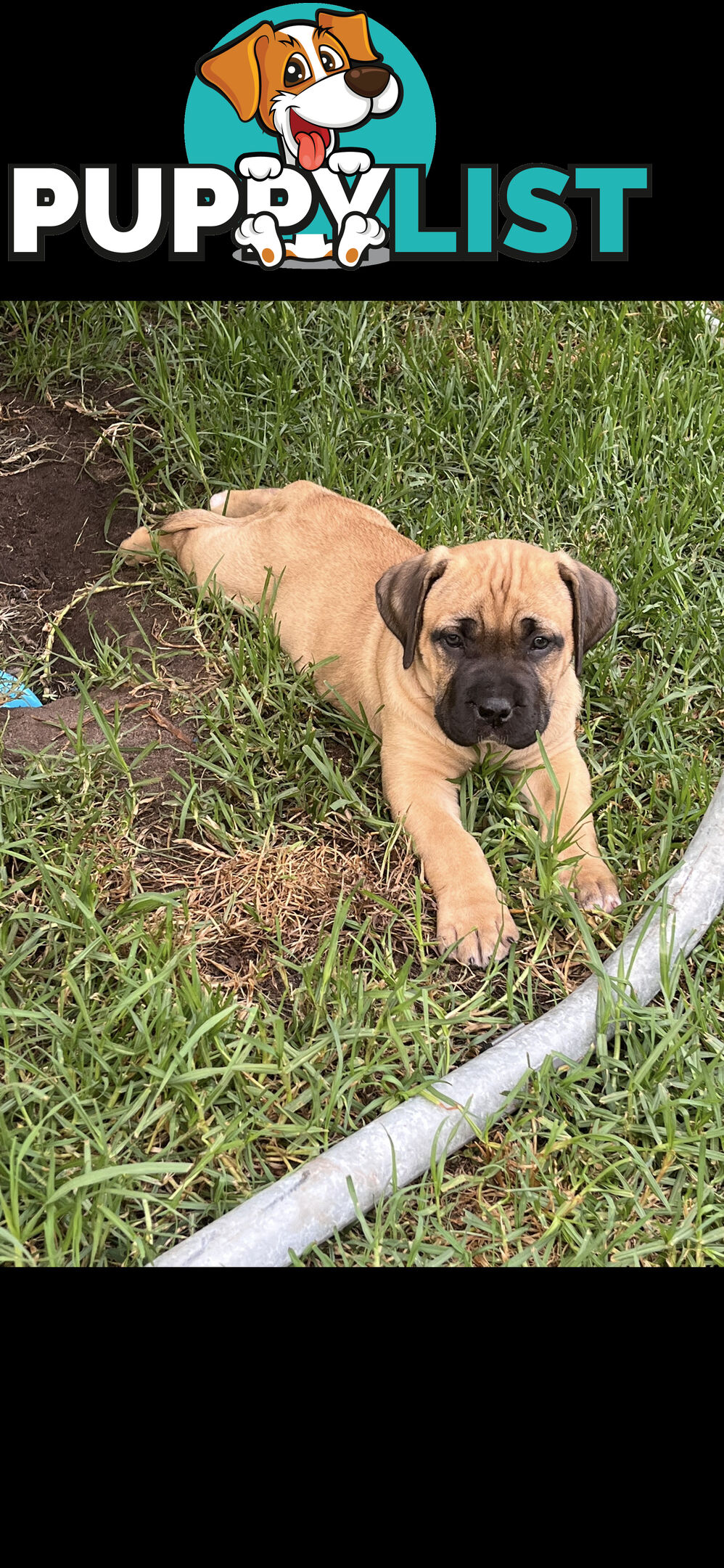 Boerboel pups