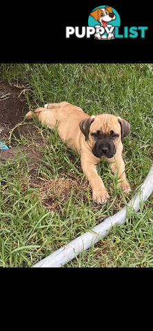 Boerboel pups