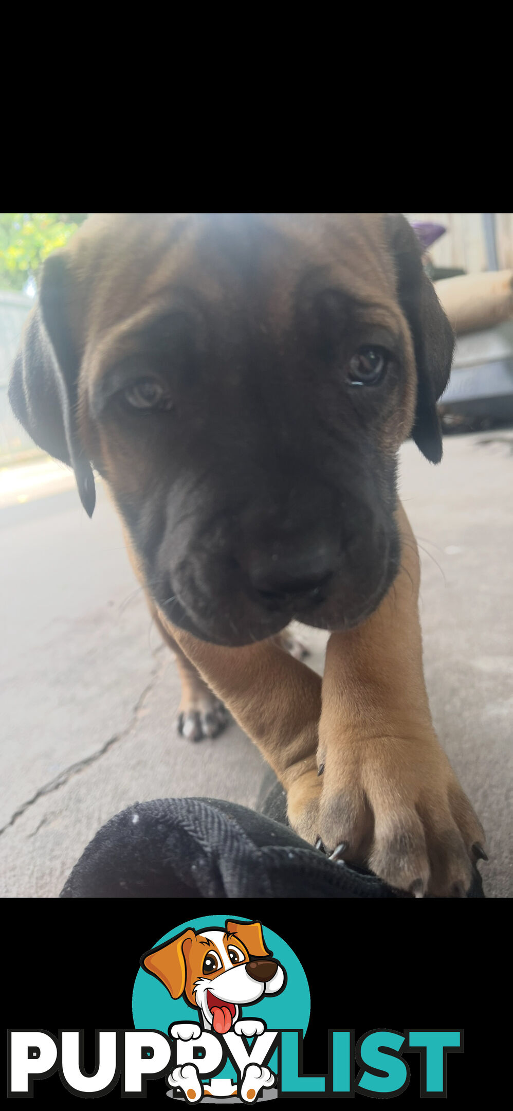 Boerboel pups