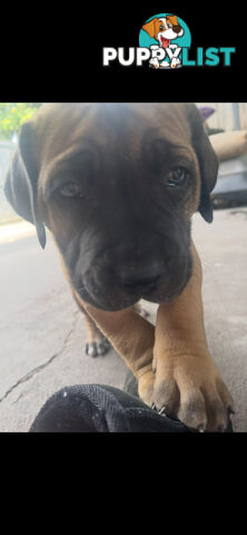 Boerboel pups