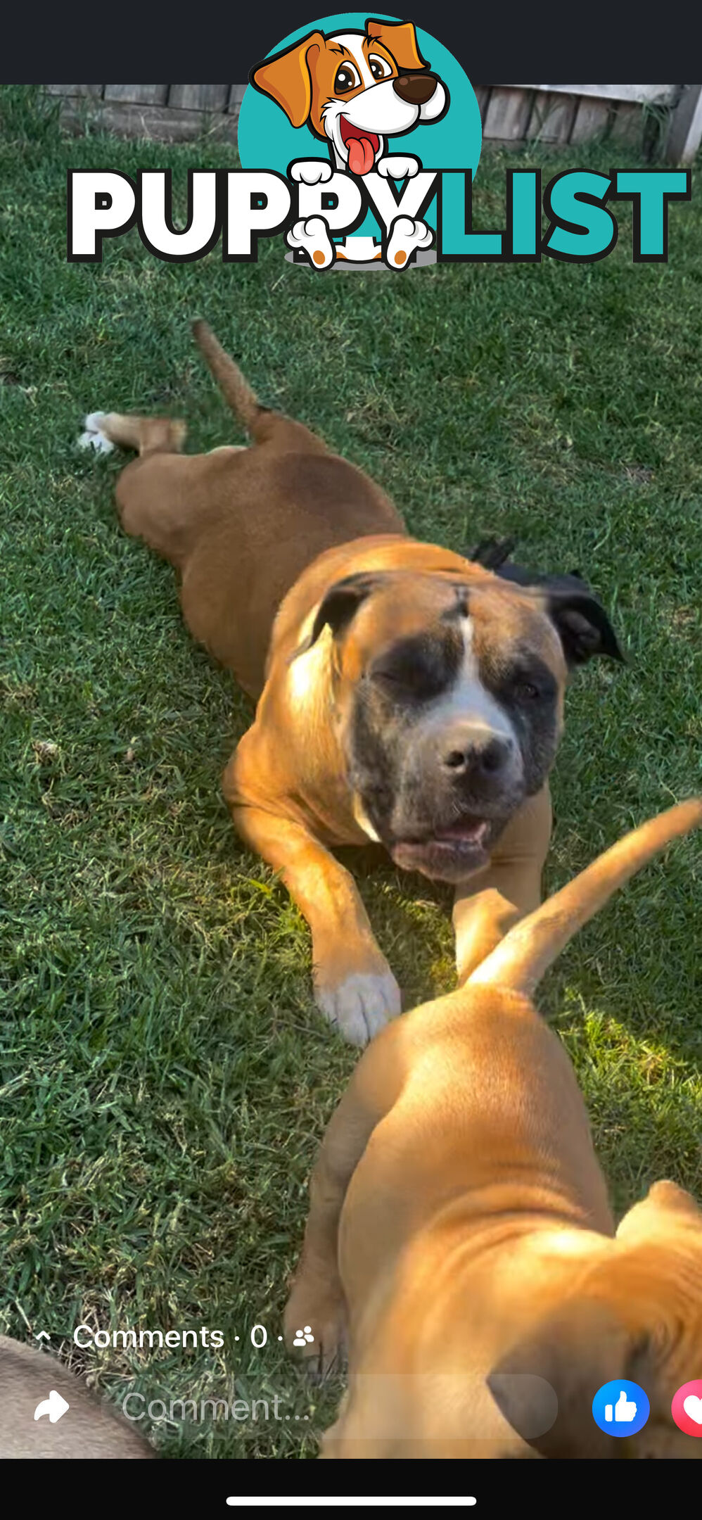 Boerboel pups