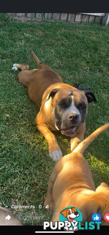 Boerboel pups