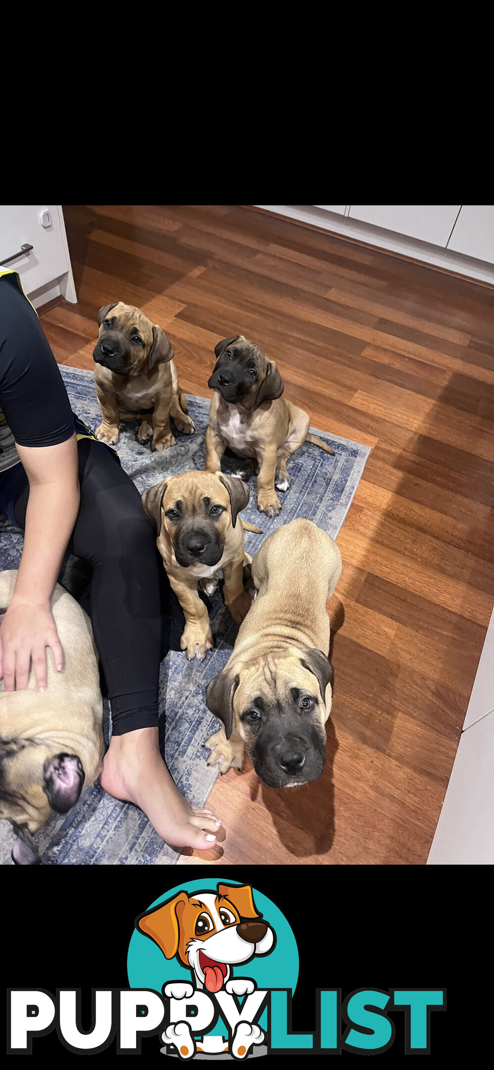 Boerboel pups