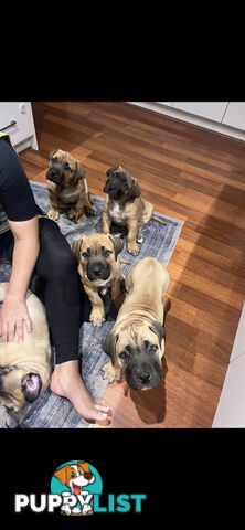 Boerboel pups