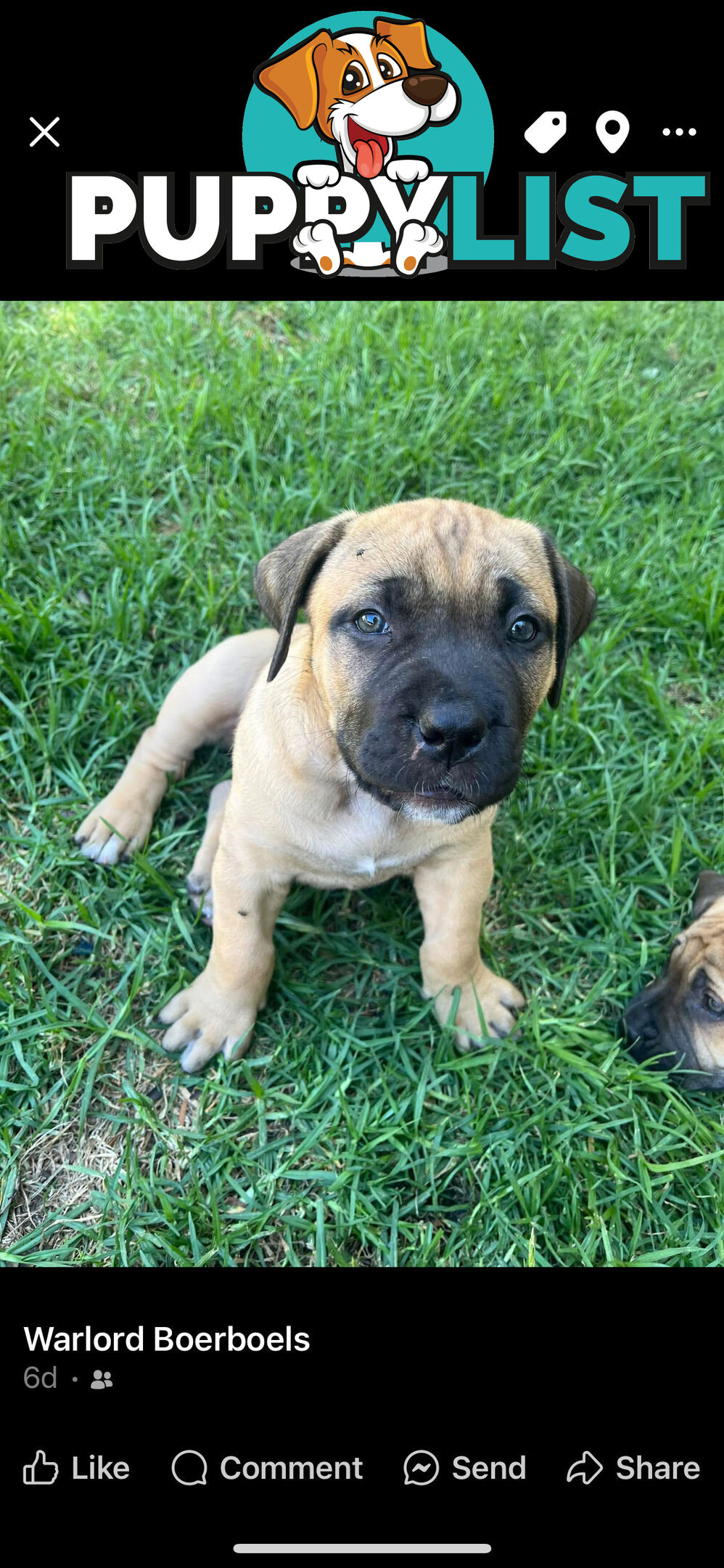 Boerboel pups