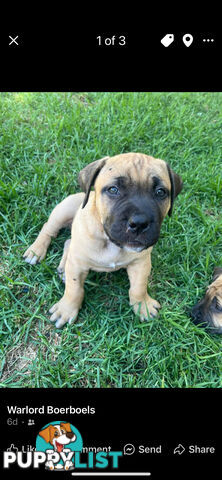 Boerboel pups