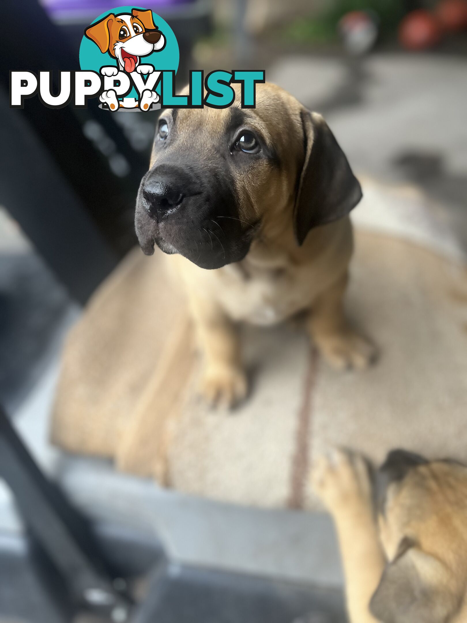 Boerboel pups