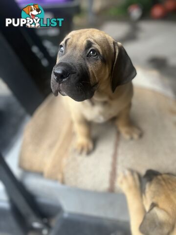 Boerboel pups