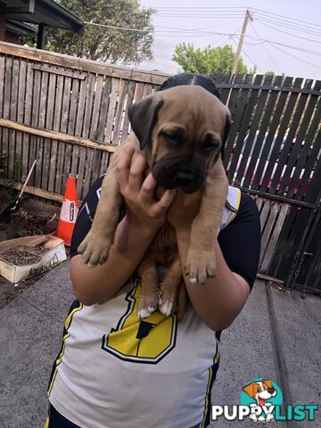 Boerboel pups