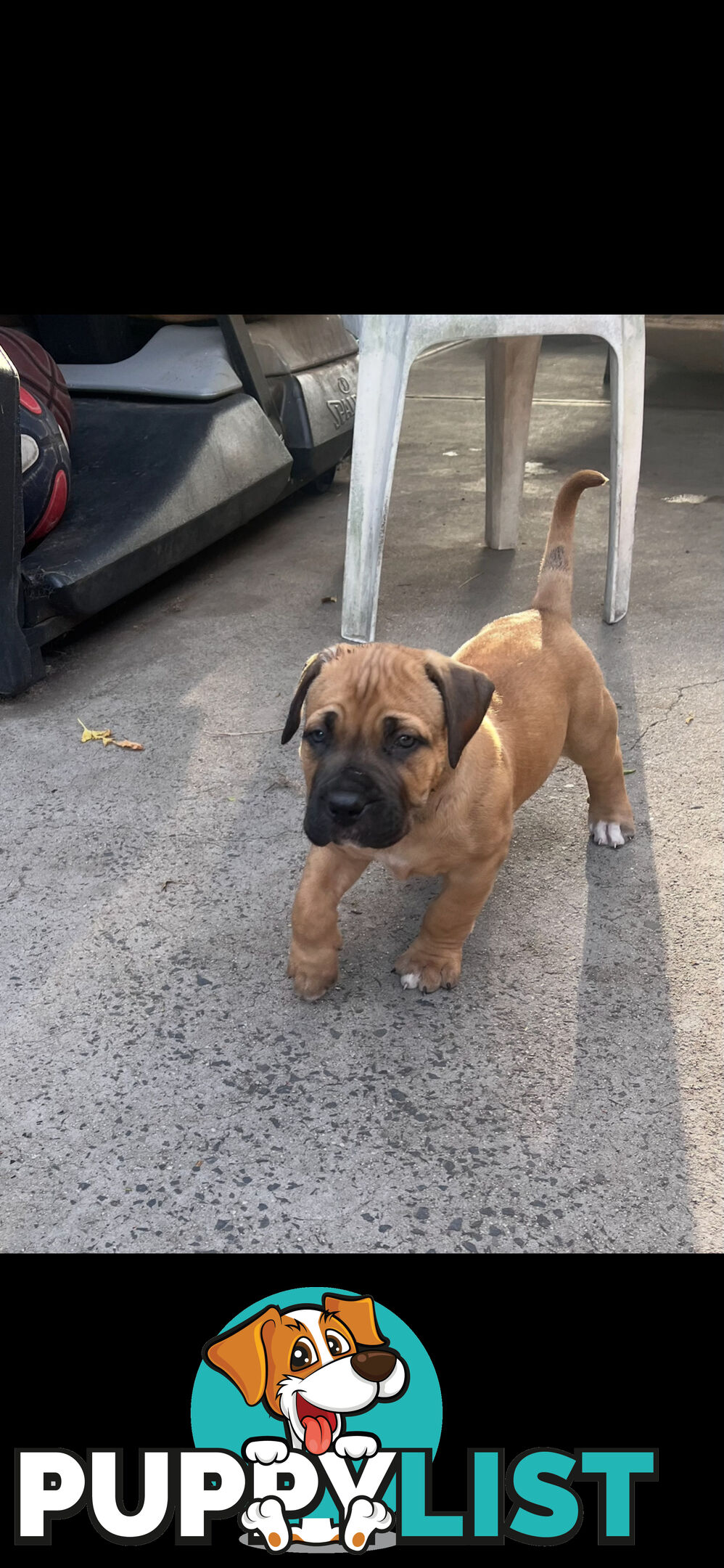 Boerboel pups