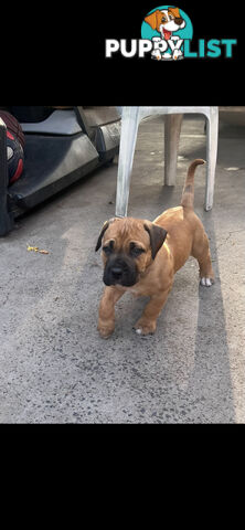 Boerboel pups